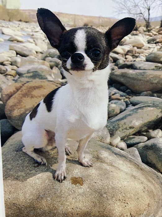 Кобель чихуахуа для вязки