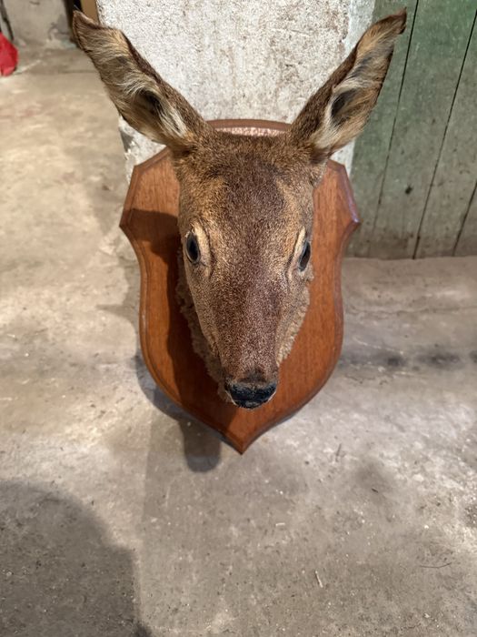 Продавам препарирана сърна