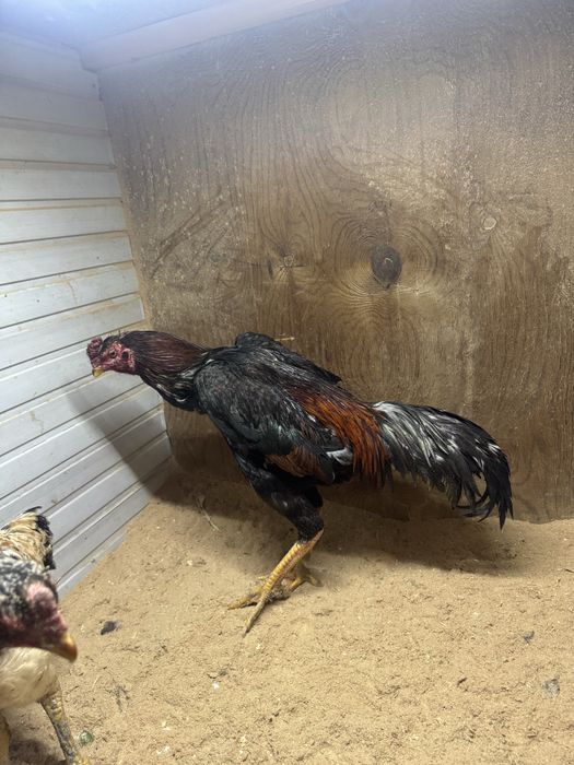 хороз сотиладии