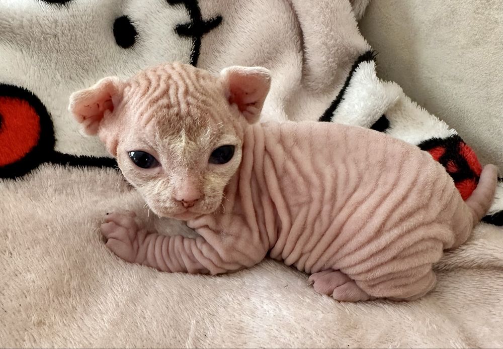 Котята канадского сфинкса