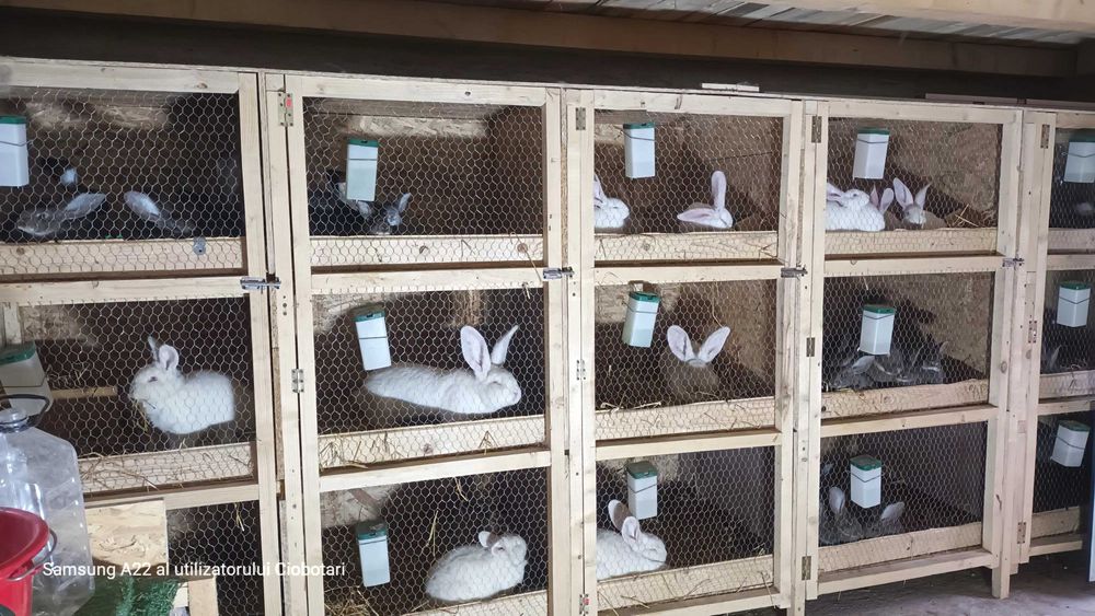 Urias German alb si gri