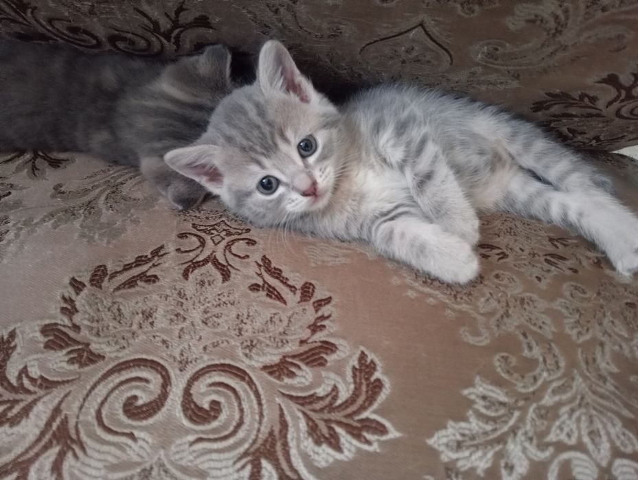 Котята Британцы в добрые рукиии