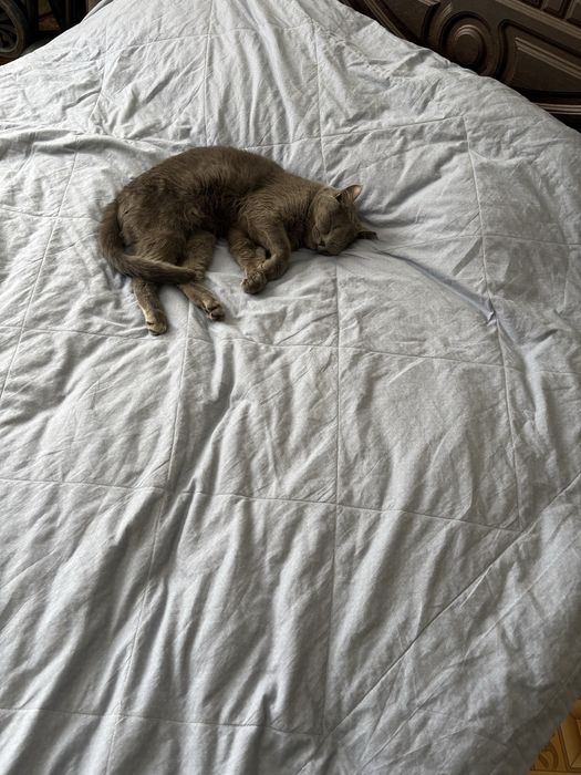 Британец-красавец, 1годик