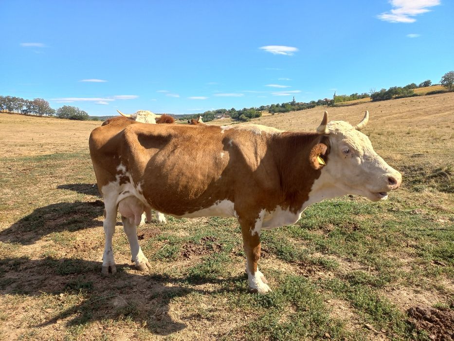 Vaca baltata românească