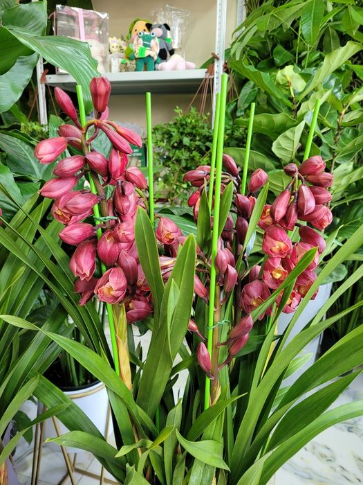 Цимбидиум. Орхидея