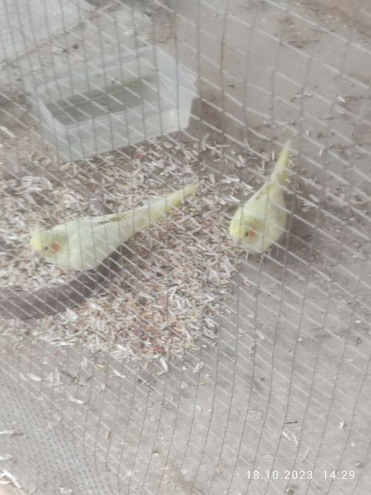 Karela.            Sotiladi