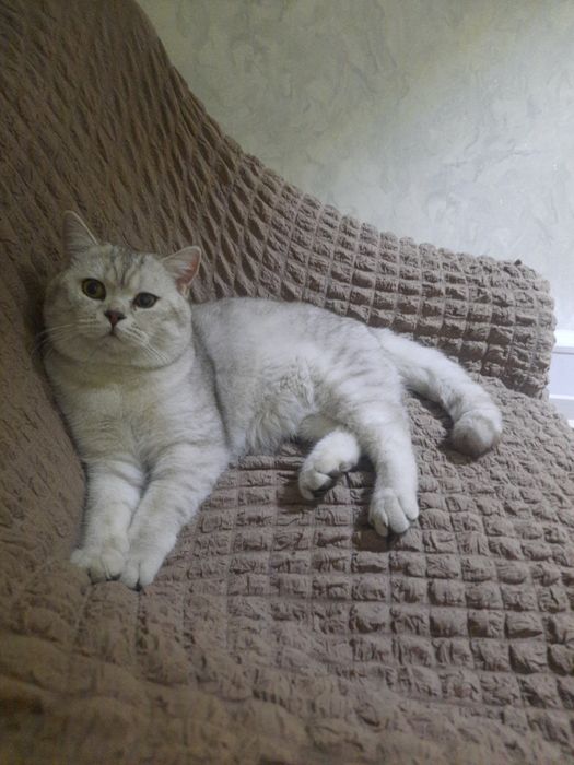 Mushuk sotiladi juda yuvvosh