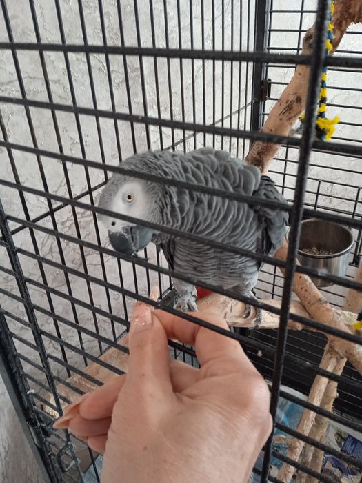 Продам  попугая .Жако