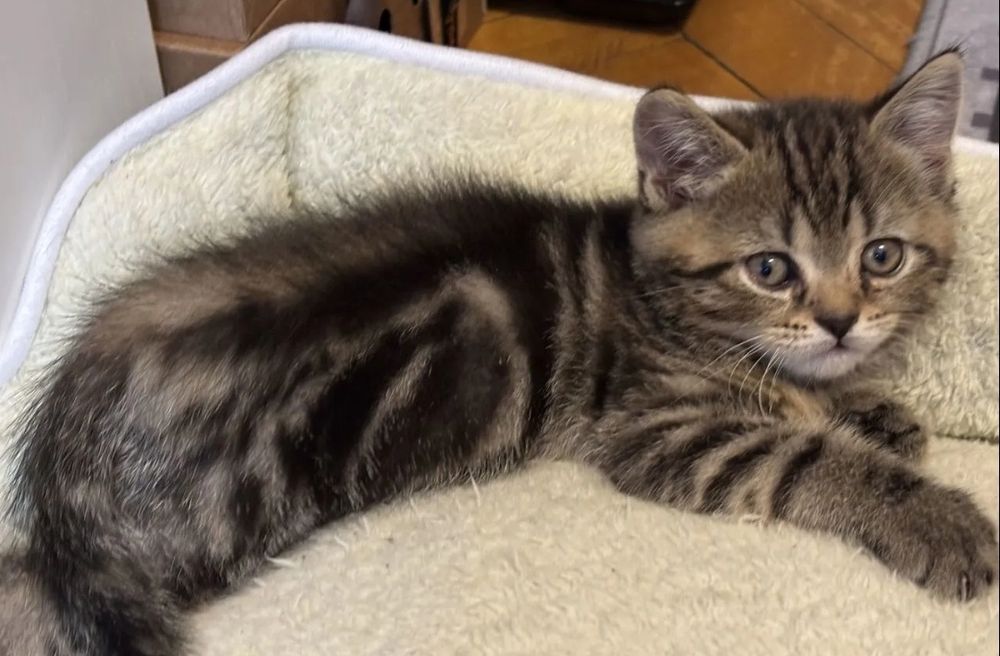 Шотландские котяьа  мальчик  и девочки