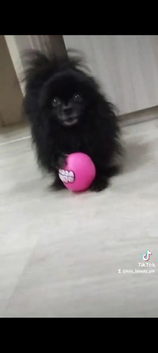 Ляля. 5 лет. Шпиц. Стерилизована