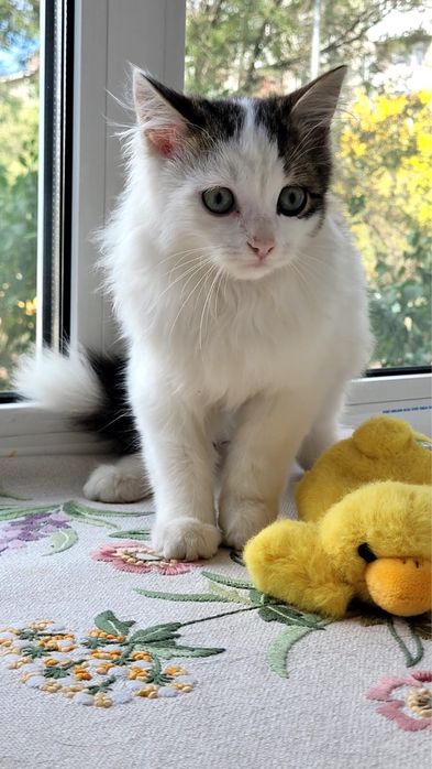 Котенок ищет дом