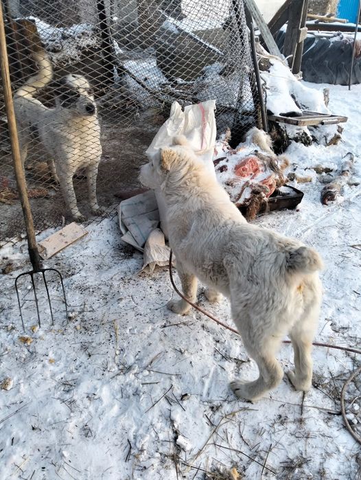 Байцовый Алабай.