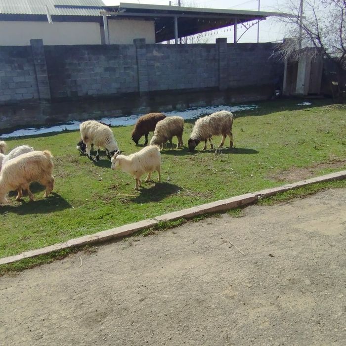 продам козы бараны овцы  ешки  кой