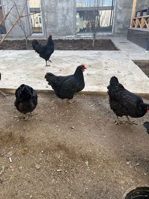 Tuxum domashniy zoti qora shag’zoda tuxumlari