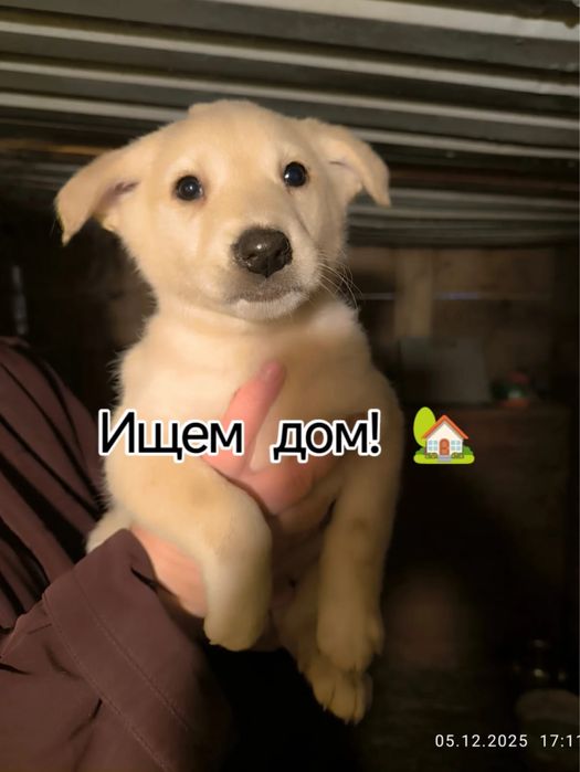 Щенята почти 2 месяца