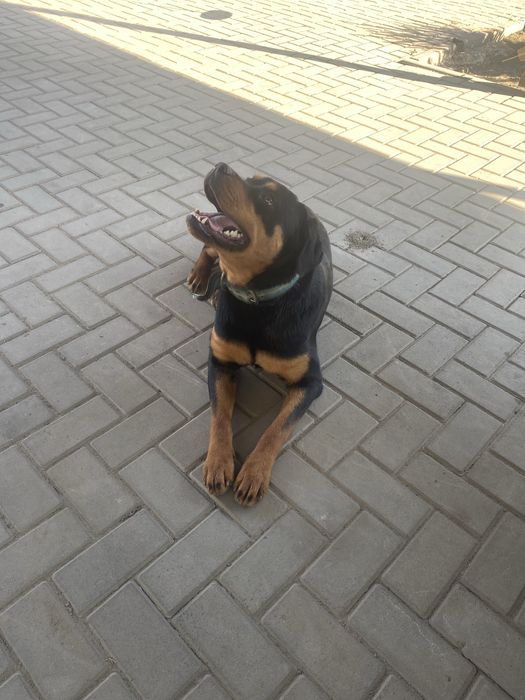 Продам ротвейлера