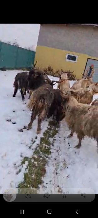 15  Țapi de vânzare!!