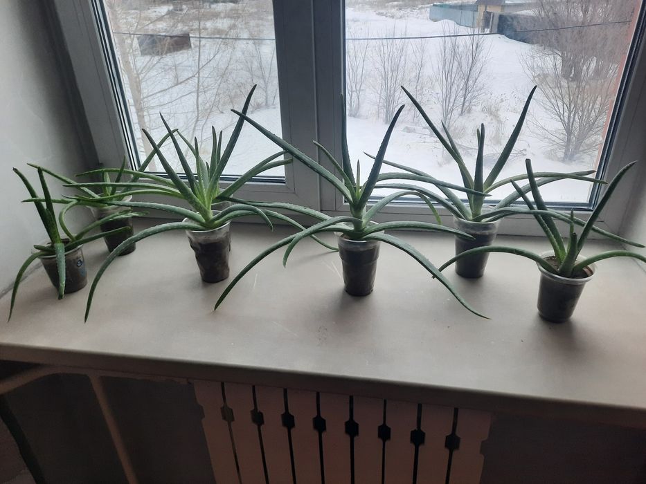 Алоэ Вера! 7 штук