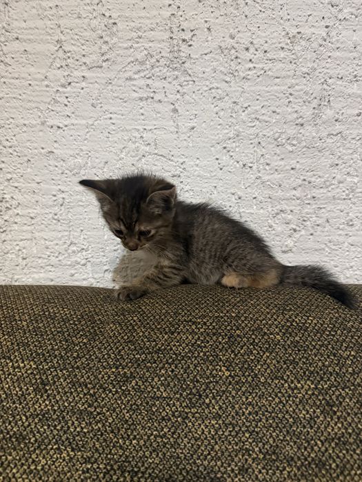 Котята в добрые руки бесплатно