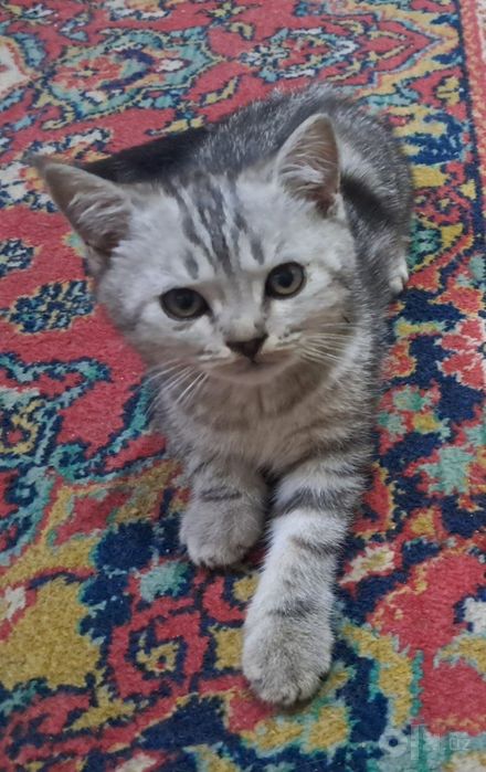 Продам котиков.4 штук.3 мальчика и одна девочка.