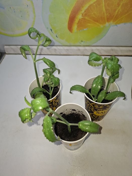 Продам Каланхоэ Дегремона