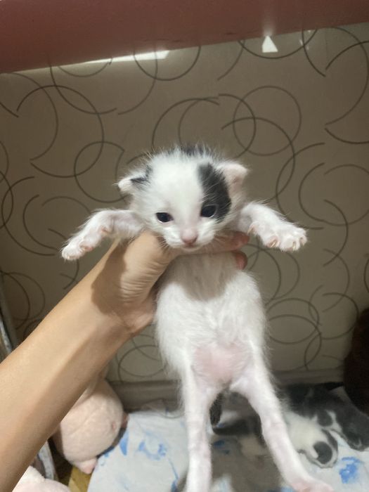 отдам котят бесплатно