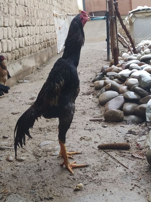 Dakan joja sotiladi Mayiski