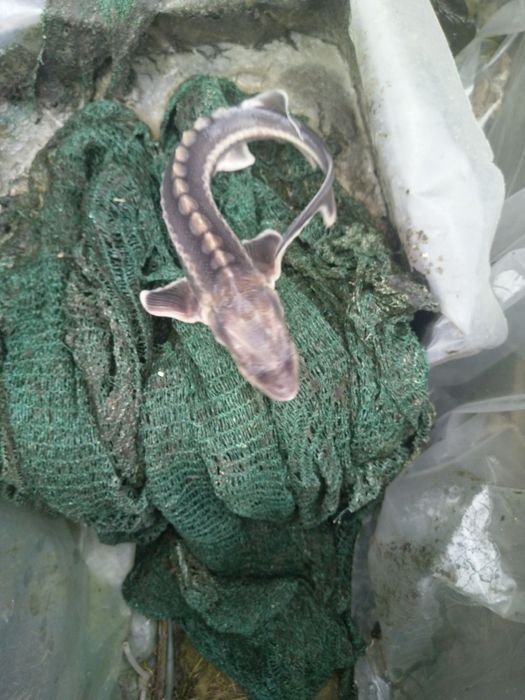 Sturioni (nisetru siberian, cega, cega alba)