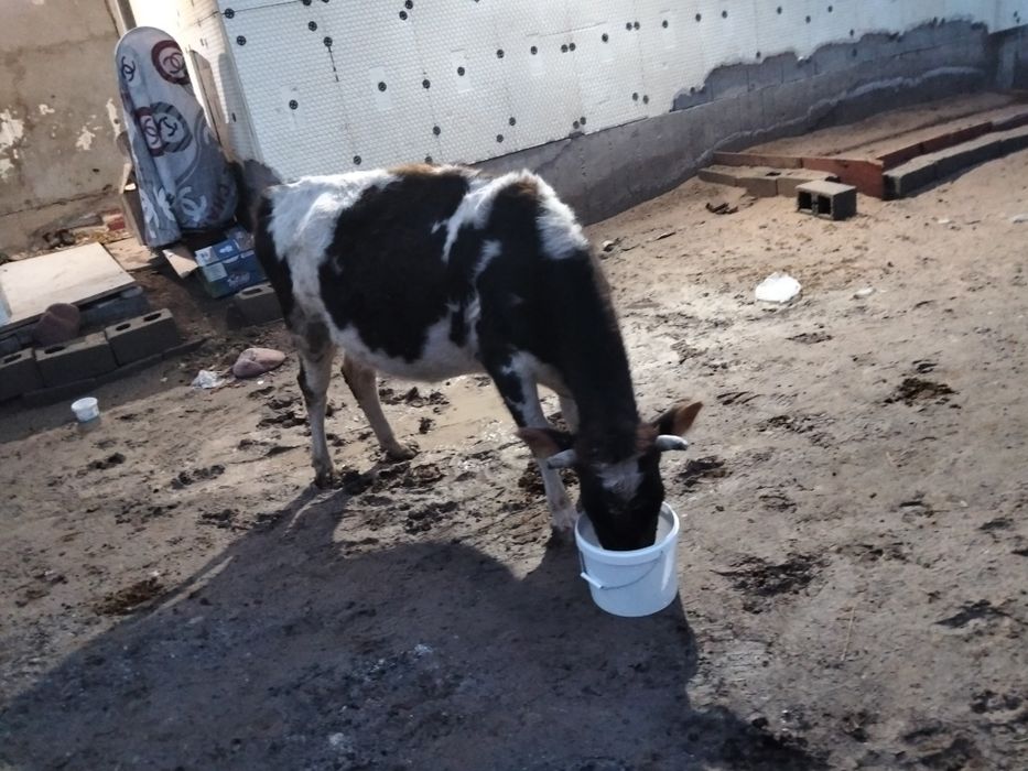 Сиыр сатылады 2 бас