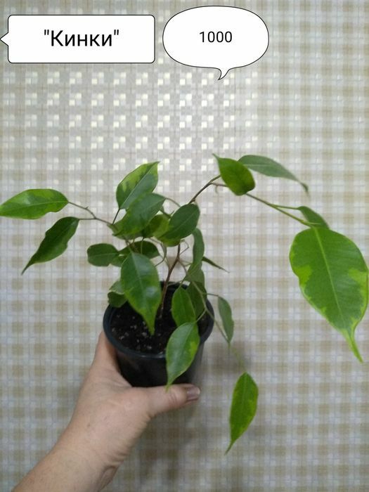 Продам Фикусы разные