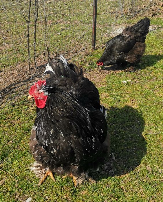 Păsări rasa cochinchina