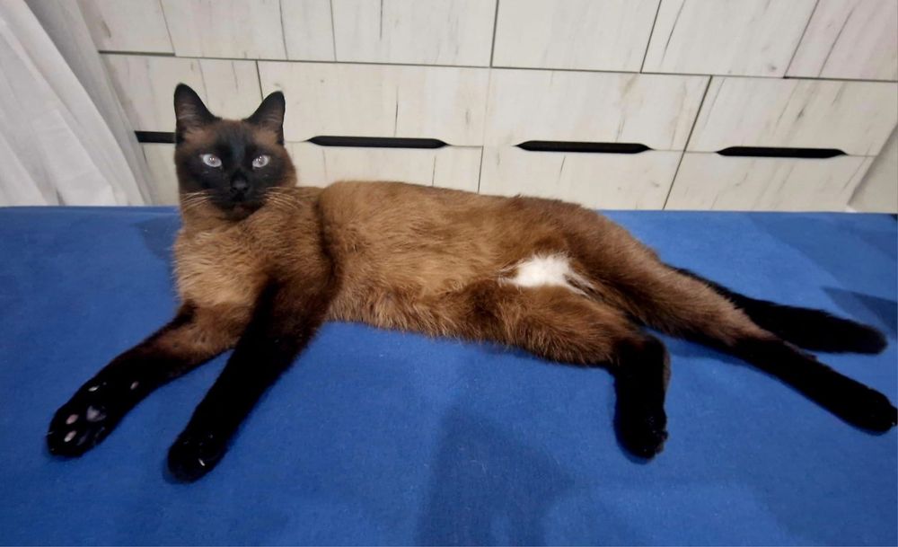 Котик Сэм ищет дом