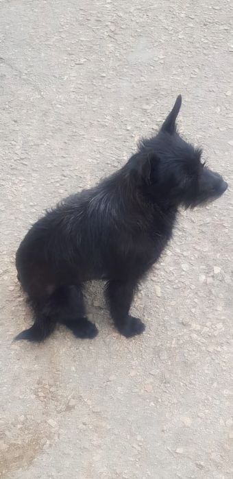 Замечательная стерильная молодая девочка