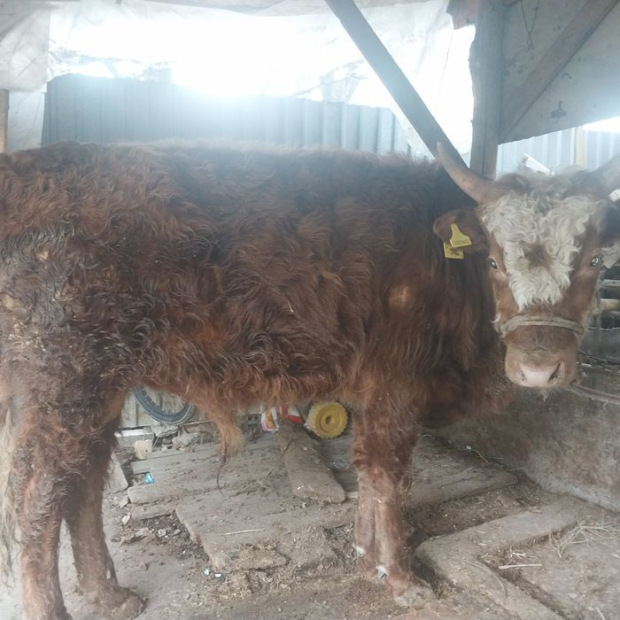 Буқа 3 жасар сатылады