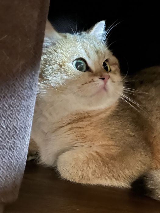 Британская золотая шиншилла