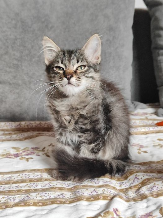 Отдаю котят бауырластар 2