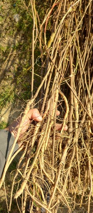 Puieți salcâm frasin mesteacăn fag carpen tei