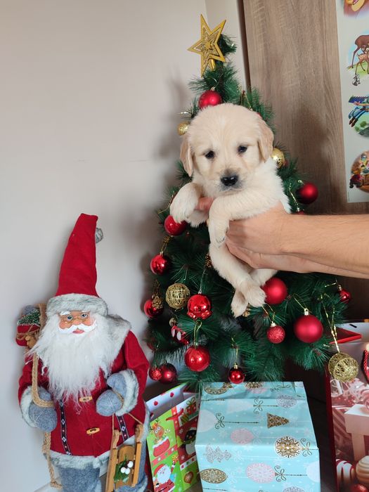 Голдън  ретривър