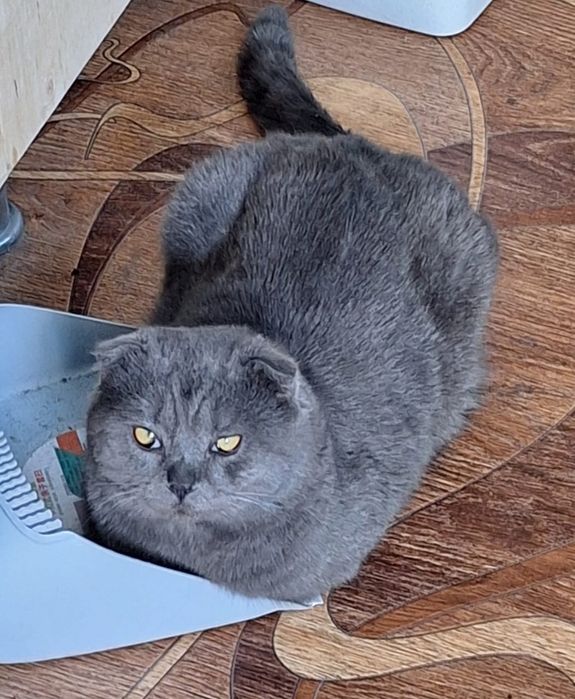 Отдадим кота в добрые руки