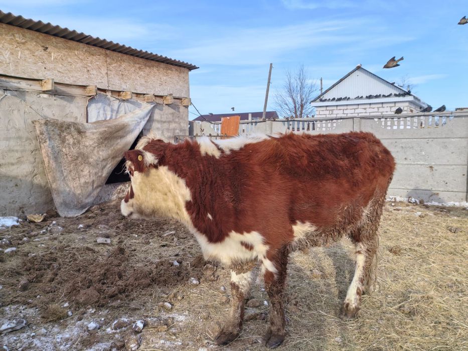 Сиыр сатыладыыыы