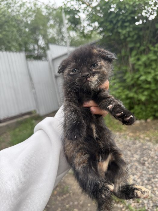 Отдам котят в хорошие руки