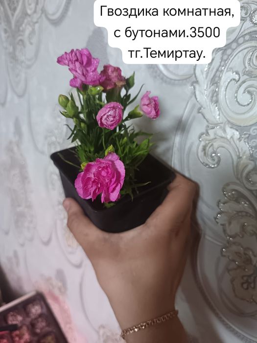Продам комнатные цветы