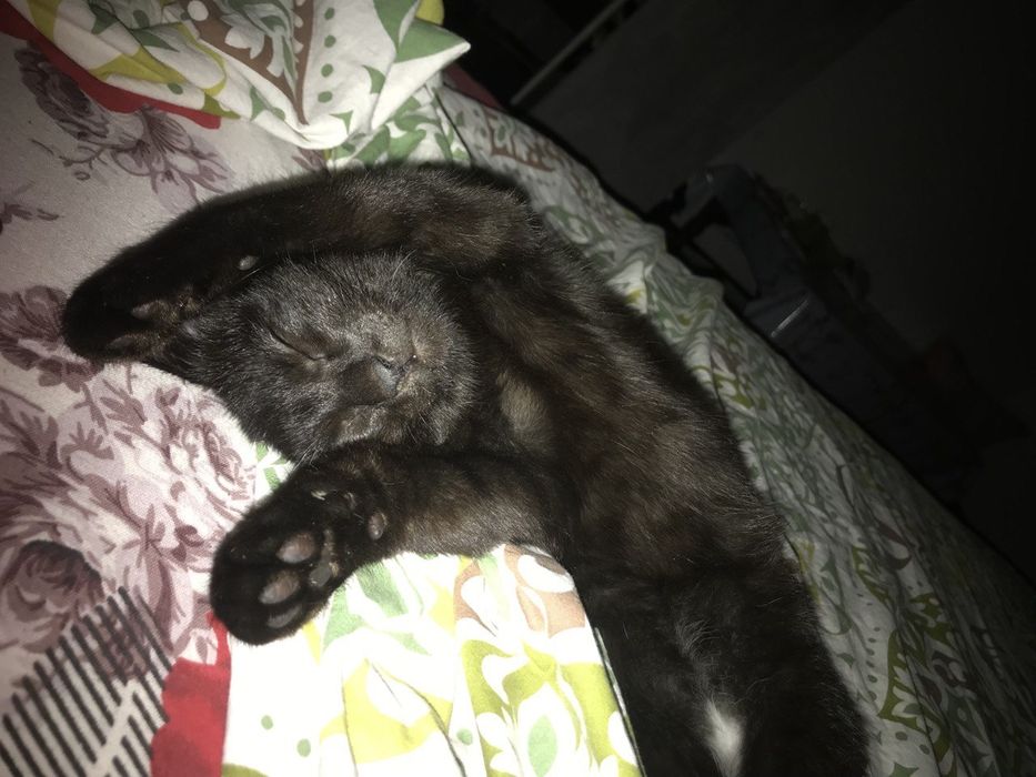 Котенок в добрые руки