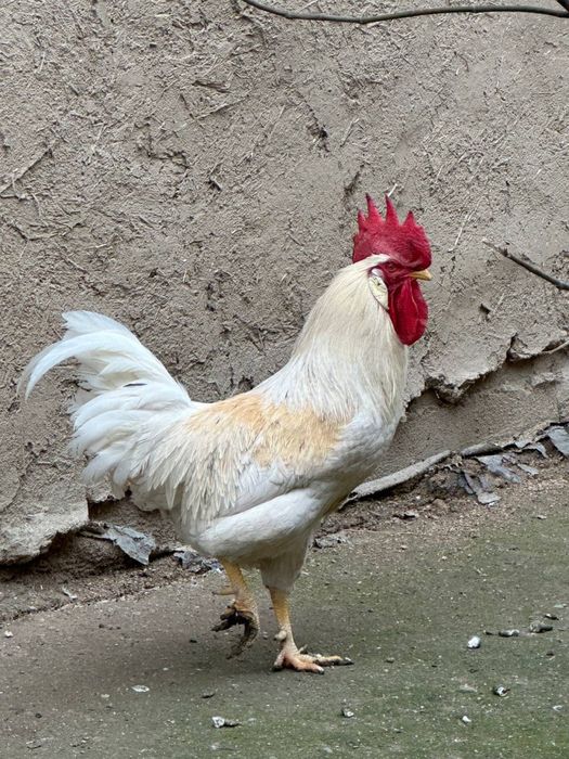 Срочно продается петух