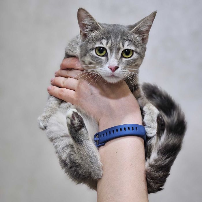 кошечка в   руки добрые