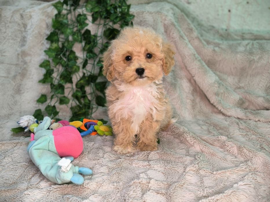 Vand baietel pudel pitic/toy