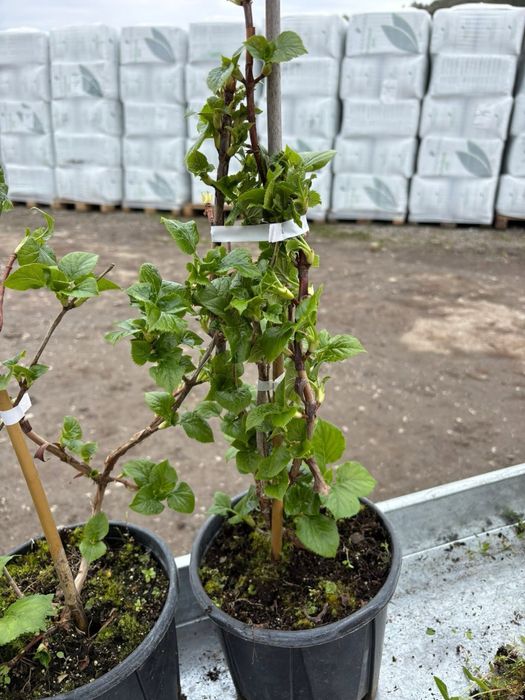 Катерлива Хортензия