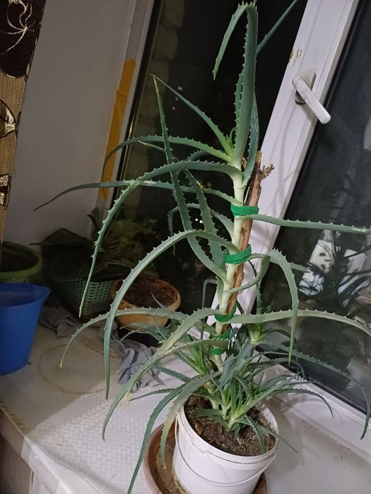 Продам растущее  А Л О Э