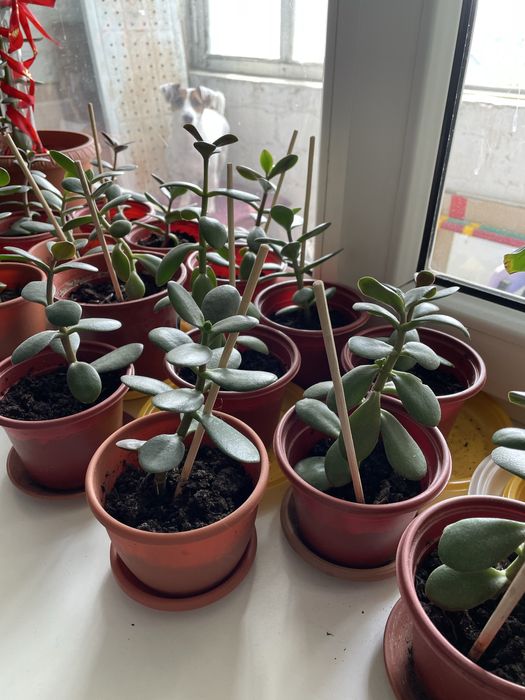 Продается Денежное дерево, крассула, которое приносит в дом достаток