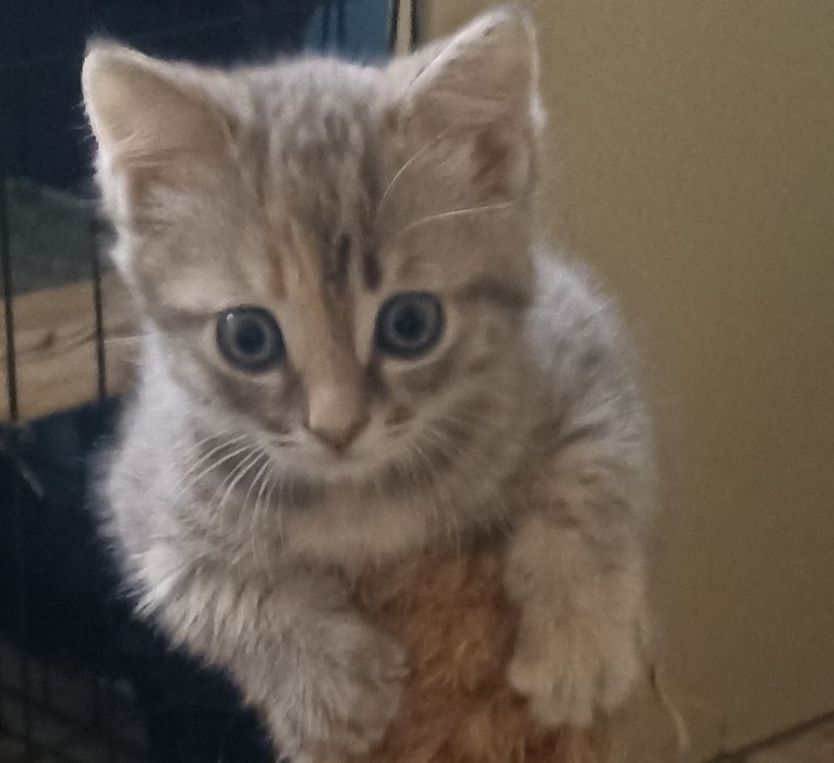 Котенок,1,5 мес.девочка в добрые руки